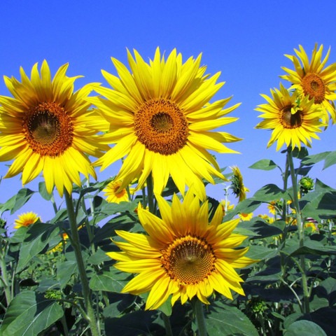 50 sunflower seeds for planting (1).jpg