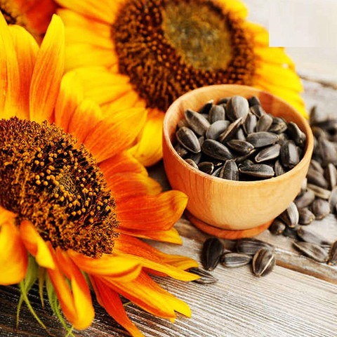 200 sunflower single miniature 2.jpg