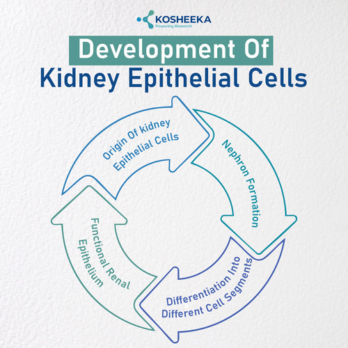 Development of Kidney Epithelial Cells.jpg