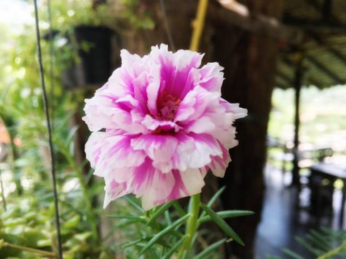 Mix pink and white verdolaga, pigweed, pusley, common purslane, little hogweed flower.jpg