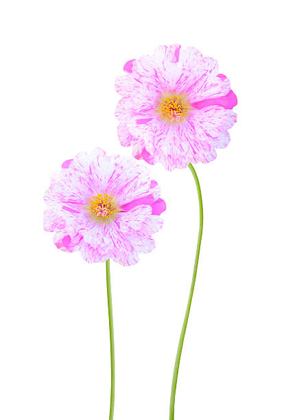 Pink moss rose flowers isolated on white background.jpg