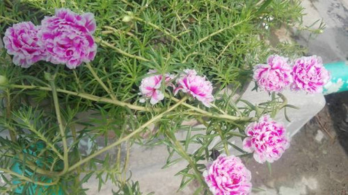 Moss-rose is also called Time Flower..jpg