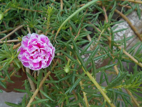 A vibrant pink Moss Rose flower (Portulaca grandiflora) stands out amidst a bed of lush green foliag.jpg