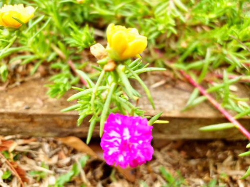 Macro photo of the beauty of the purslane moss-rose flower.jpg