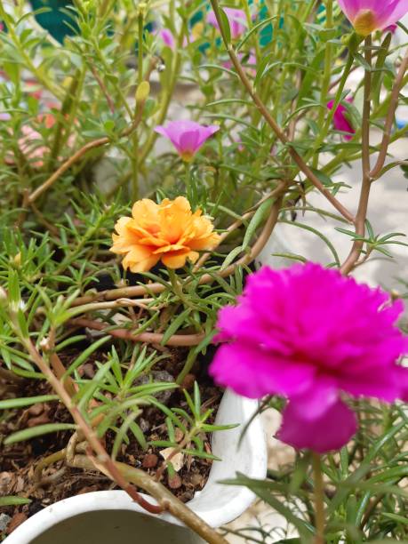 Portulaca grandiflora purslane is a tropical plant that can be found in dry, sandy soil in the lowla.jpg