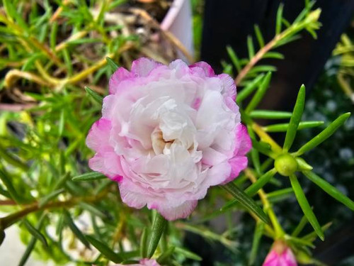 Madam woke up late.  It is an annual plant.  Succulent in the Phak Bia family.  Can be up to 40 cm t.jpg