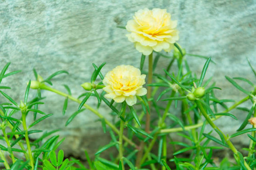 Flower Portulaca oleracea.jpg