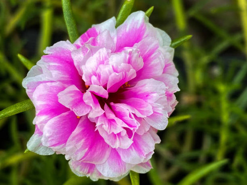pink white moss rose flower blossom.jpg