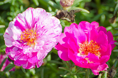Close up of moss rose flowers, Portulaca grandiflora 'Happy Trails Peppermint?, growing in a garden..jpg