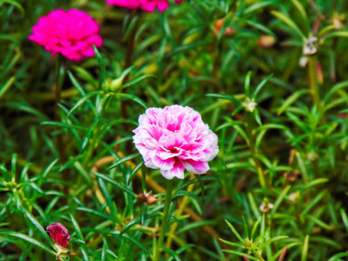 A close-up view of the moss-ross purslane flowers and their green leaves as the ornamental plant for.jpg