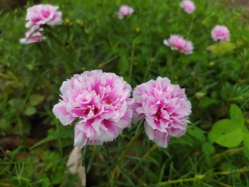 Moss Rose Pink is a variety of Portulaca (Moss Rose) flower which has a beautiful pink color. This f.jpg