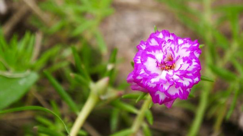 Portulaca grandiflora  common names, including rose moss, eleven o'clock, Mexican rose, moss rose, s.jpg