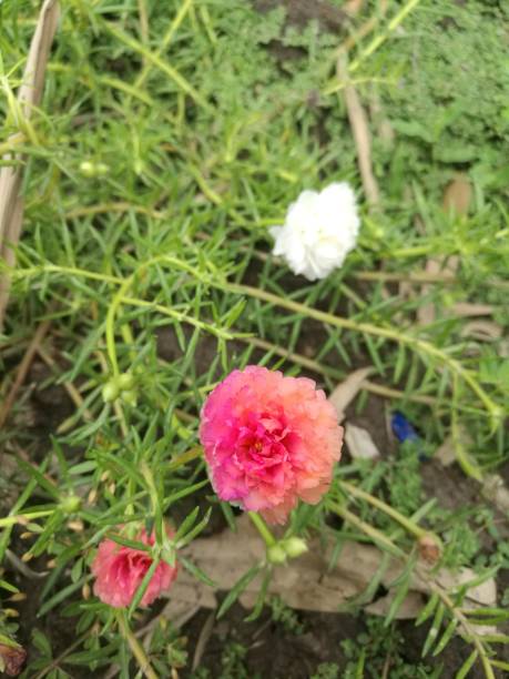 Plants falling apart, plumped in the vegetables, spreading along the surface of the soil. Single Lea.jpg