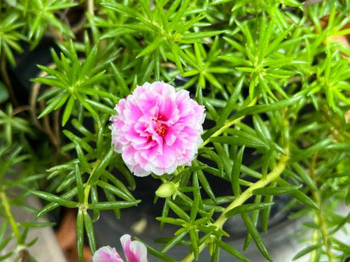 Portulaca grandiflora is a succulent flowering plant in the family Portulacaceae..jpg