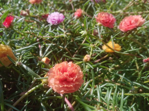 moss rose, rose moss, sun plant, japanese rose in the garden in Malaysia. blossom  at ten o clock in.jpg