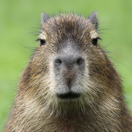 capybara square 1.jpg
