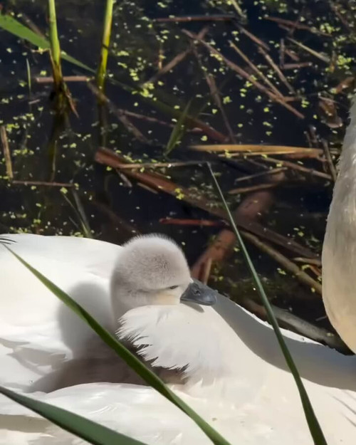 0IdRVHr rc1Gdwcs.jpg