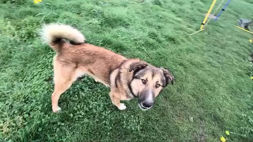 fJAw4ZbddQ jguon.jpg