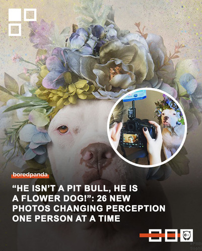 flower power pit bulls of the revolution.jpg