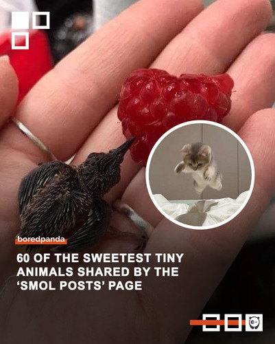 animal photos smol posts.jpg