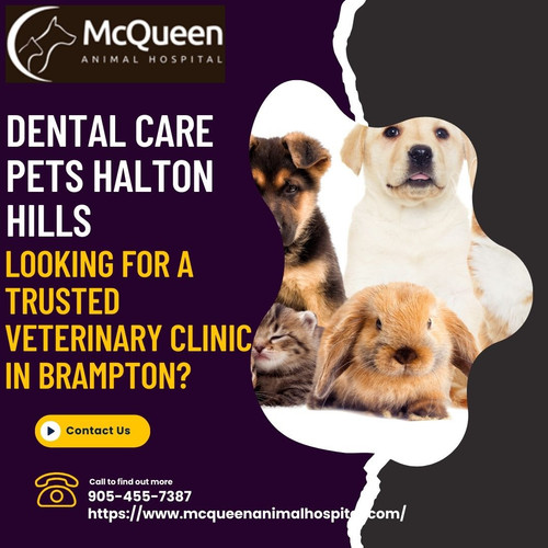 dental care pets Halton hills.jpg