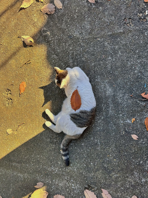 20251117 150125 DRKW9VgCWEc 04.jpg