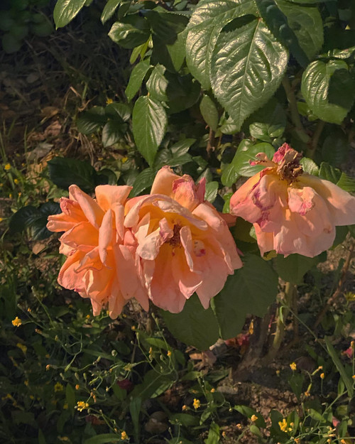 20200527 125507 CAsSqRnHP66 01.jpg