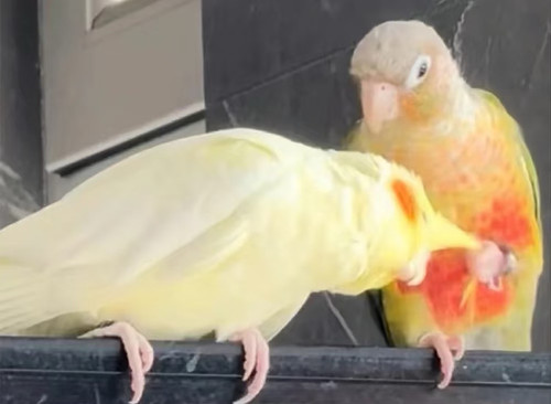 Camera XHS 1773889033061 edit 6672385706272.jpg