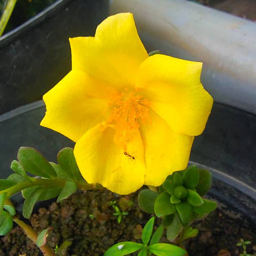 An ant is looking for food in a yellow flower..jpg