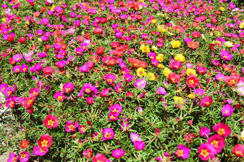 Little colorful of hogweed or Portulaca also known as moss roses. Natural background..jpg