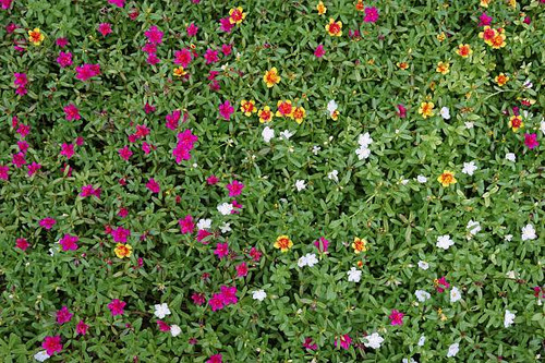 colorful of Little Hogweed flowers in the tropical garden.jpg