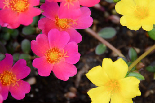 Bright and vibrant hot pink and yellow portulaca blooms.jpg