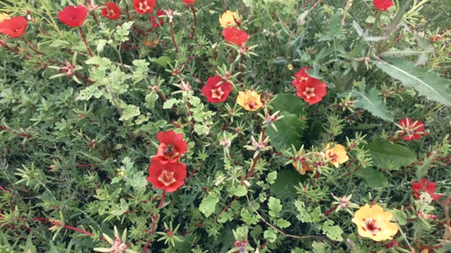 Insects in wild nature, pollination process, macro. Bees flying around purslane flowers, slow motion.jpg