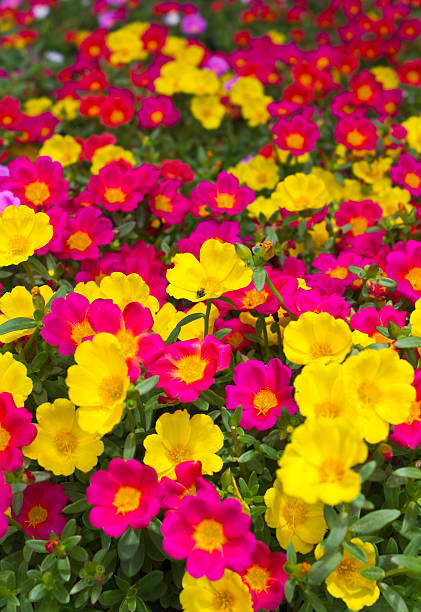 Many flowers, small flowers sold market..jpg