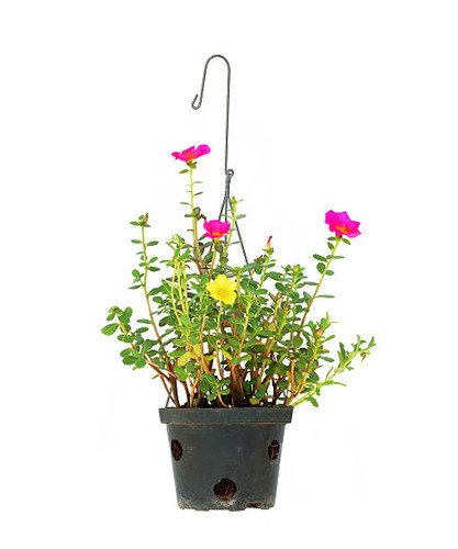 hanging flower pot on white background.jpg