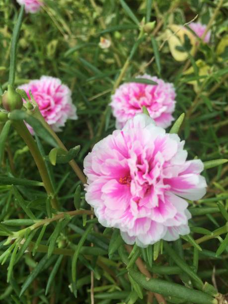Multicoloured flowers are blooming in the garden.jpg