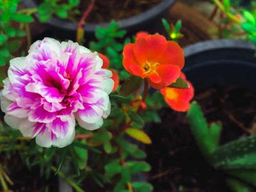 One Closeup Pink flowers in the pot.jpg