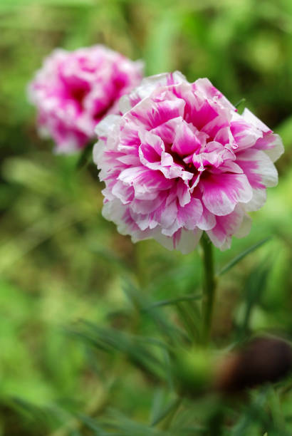 Moss rose flowers are brightly colored and come in many different colors..jpg