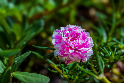 Close up shot in my garden.jpg