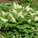 Maianthemum1.jpg