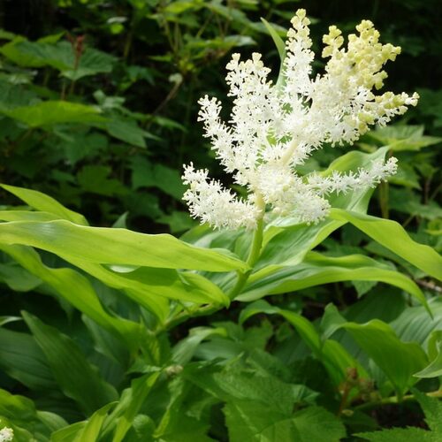 Maianthemum2.jpg