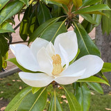 magnolia5 white.jpg