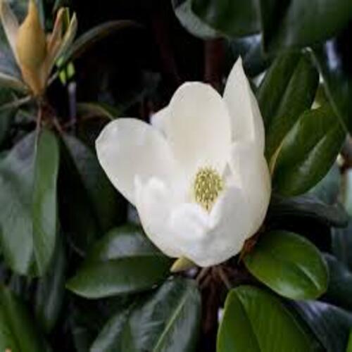 magnolia3 white.jpg