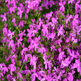 Lobelia pink 3.jpg