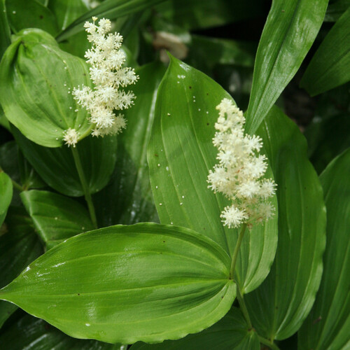 Maianthemum3.jpg