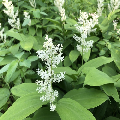 Maianthemum4.jpg