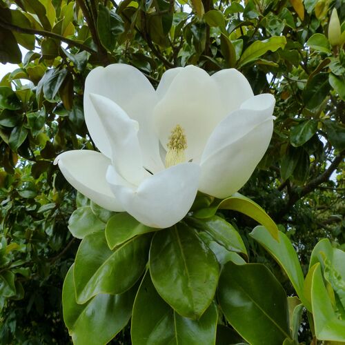 magnolia6 white.jpg