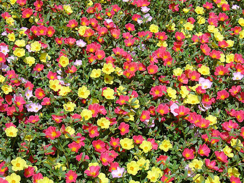 little red and yellow flowers full frame with green leaves all around.jpg