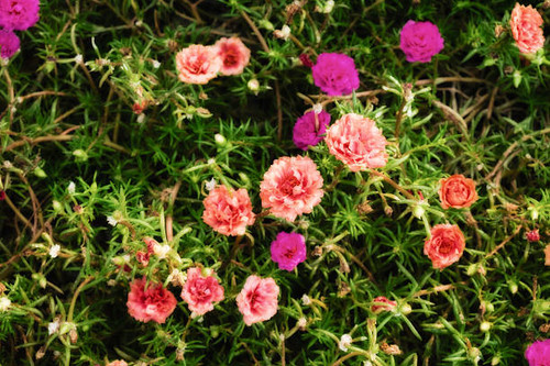 Portulaca oleracea..jpg