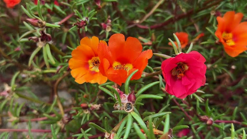 flowers of multi-colored partulaca, Mexican rose macro slow motion.jpg
